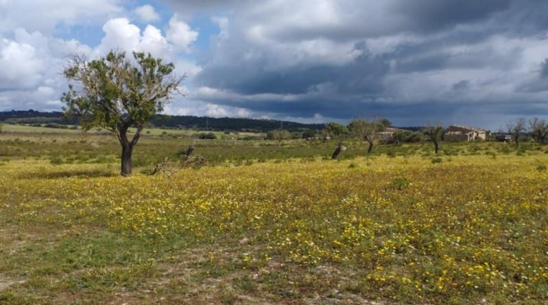 Islas Baleares - Sineu - 14411m2