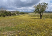 Parcel·la urbanitzable en venda a la España, Sineu, ref.: TR265641 foto