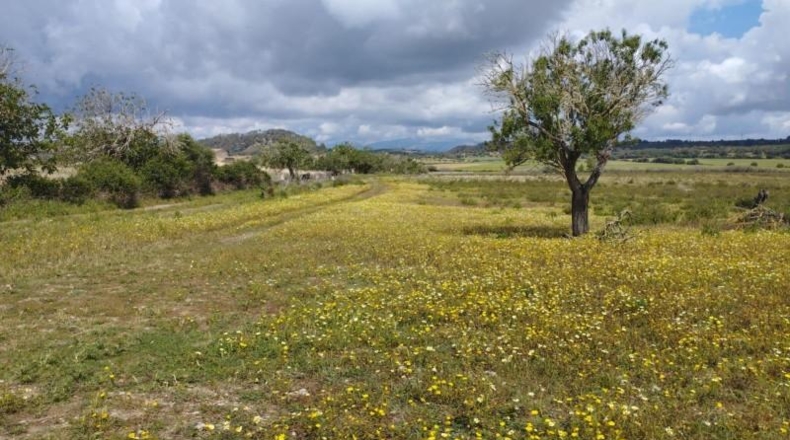 Islas Baleares - Sineu - 14411m2