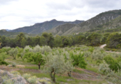 Finca rústica en venta en la España, Guájar Alto, ref: TR397804 foto