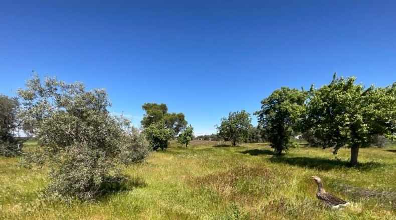 Toledo - Illescas - 8000m2