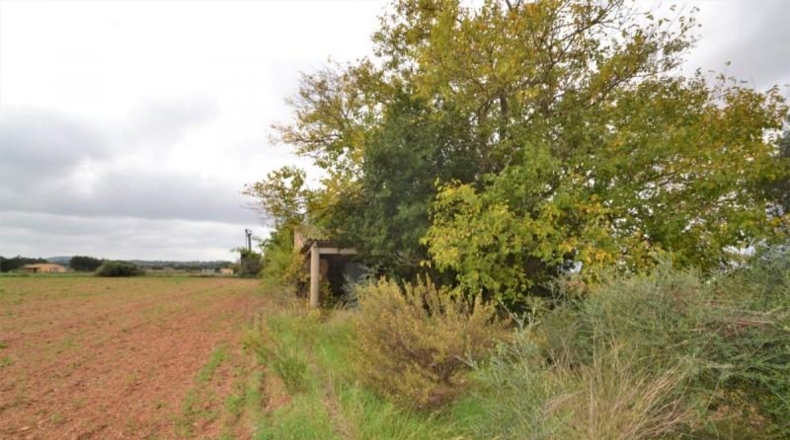 Islas Baleares - Muro - 15374m2