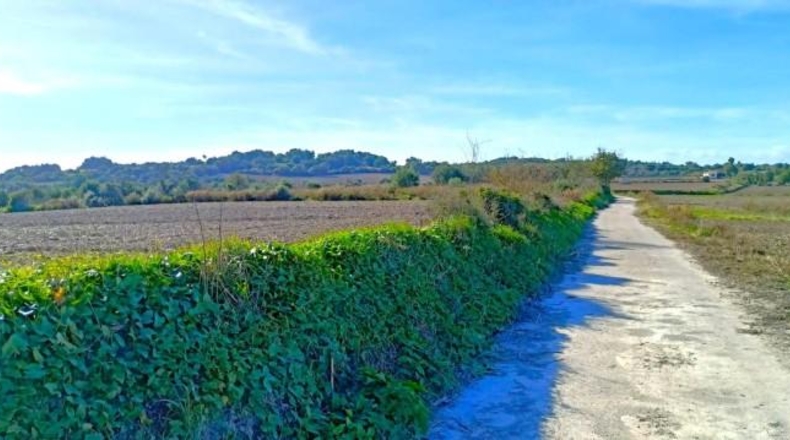 Illes Balears - Muro - 15800m2