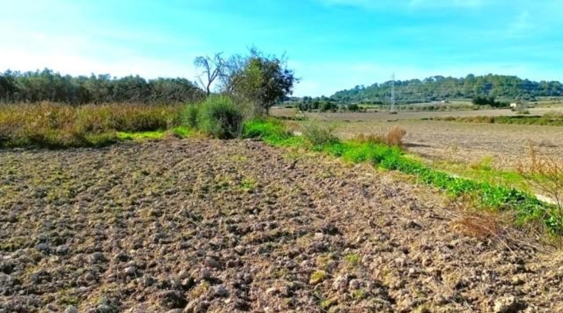 Illes Balears - Muro - 15800m2