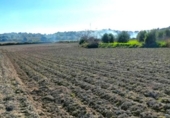 Terreno no urbanizable en venta en la España, Muro, ref: TR361084 foto