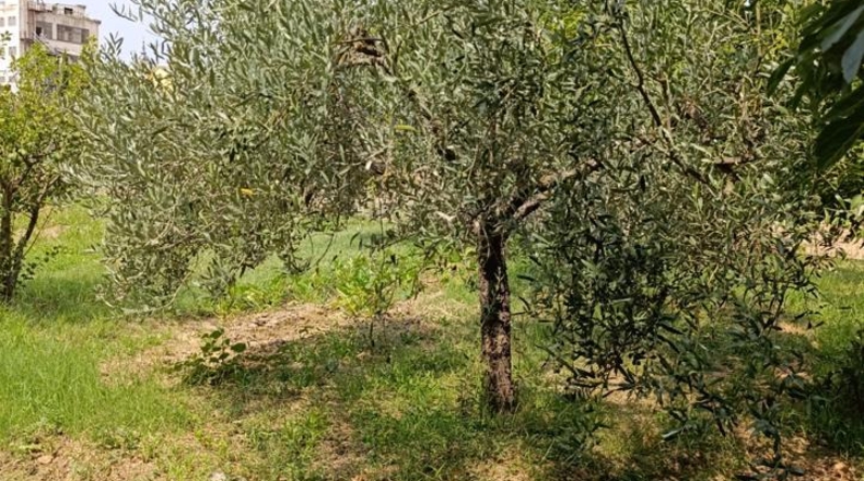 Navarra - Cascante - 3392m2