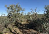 Terreno no urbanizable en venta en la España, Berrocal, ref: TR347750 foto