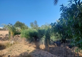 Дом с участком на продажу в городе Crevillente Фото