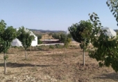 Detached villa with land for sale on España, Pinoso, ref: TR146071 photo