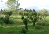 Chalet independiente con terreno en venta en la España, Llubí, ref: TR199003 foto