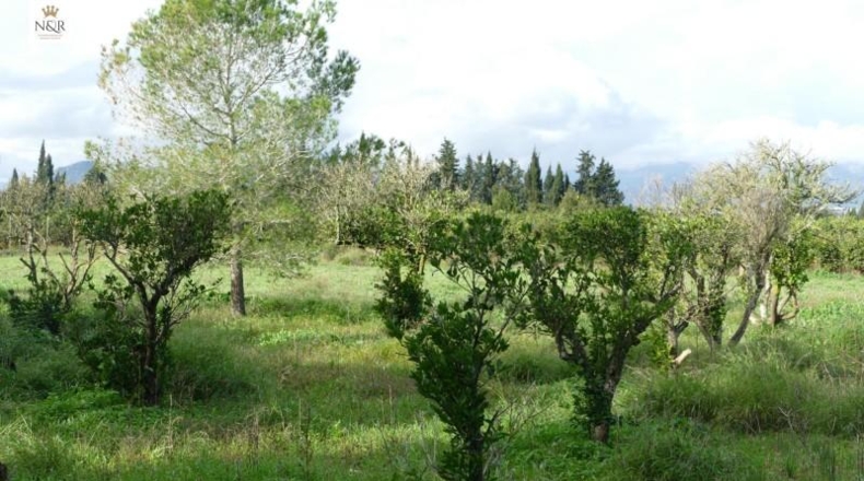 Islas Baleares - Llubí - 7500m2