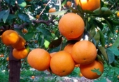 Отдельно стоящий дом с участком на продажу в городе Manzanilla Фото