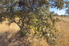 Foto 15