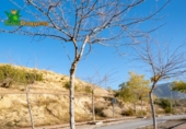 Parcela urbanizable en venta en la España, Alfacar, ref: TR367954 foto