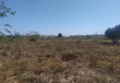 Country house with land for sale on España, Los Montesinos, ref: TR397924 photo