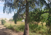 Sòl urbà en venda a la España, Cájar, ref.: TR237818 foto