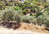 Country house with land for sale on España, Frigiliana, ref: TR246265 photo