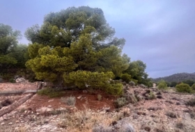 Foto 9