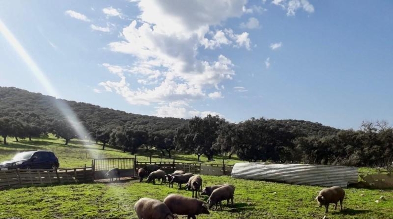 Córdoba - Fuente Obejuna - 257600m2