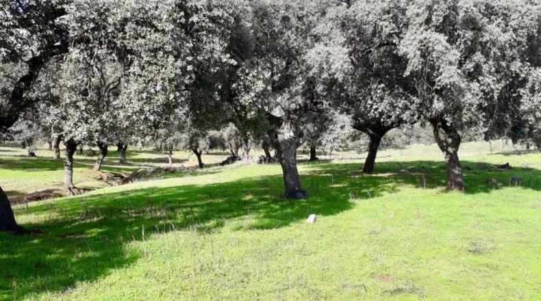 Córdoba - Fuente Obejuna - 257600m2