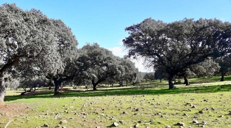 Córdoba - Fuente Obejuna - 257600m2