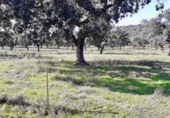 Terreny no urbanitzable en venda a la España, Fuente Obejuna, ref.: TR309151 foto