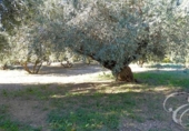 Country house with land for sale on España, Periana, ref: TR152740 photo