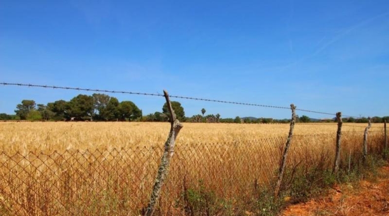 Balearic Islands - Campos - 15626m2