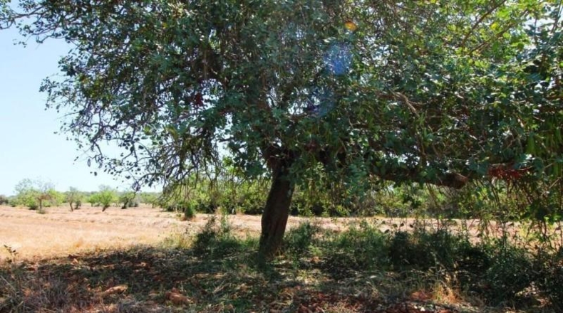 Balearic Islands - Campos - 15626m2