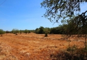 Terreno no urbanizable en venta en la España, Campos, ref: TR130149 foto