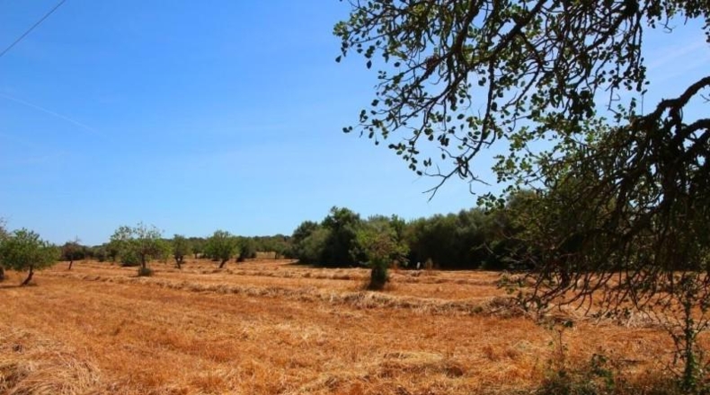 Balearic Islands - Campos - 15626m2