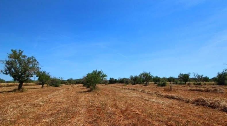 Balearic Islands - Campos - 15626m2