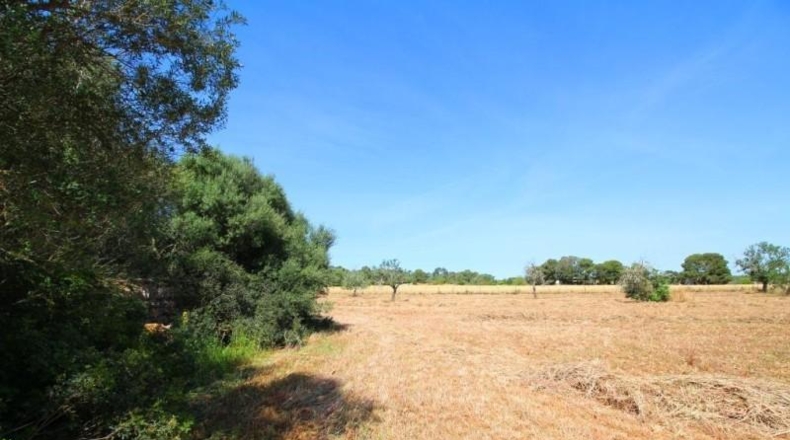 Balearic Islands - Campos - 15626m2