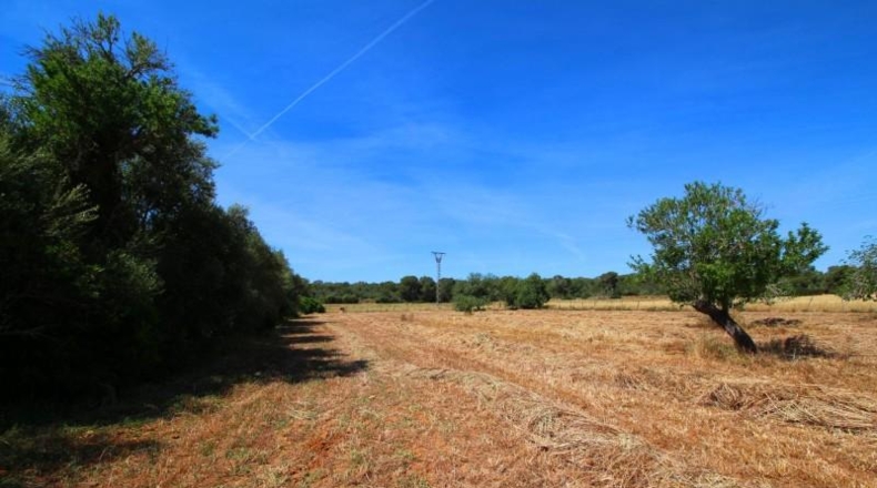 Balearic Islands - Campos - 15626m2