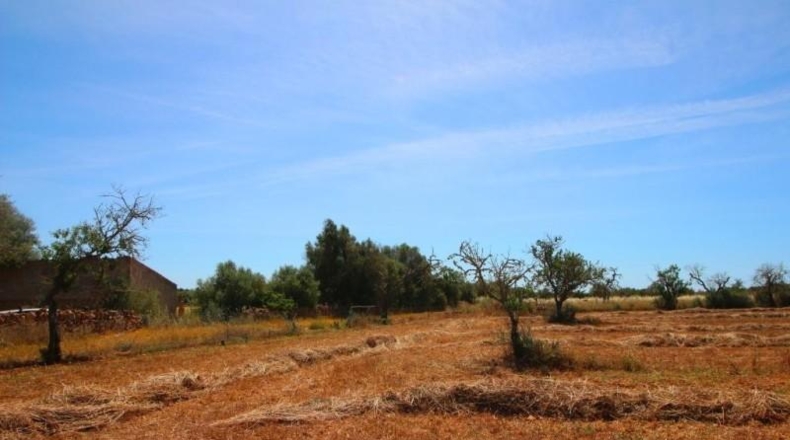 Balearic Islands - Campos - 15626m2