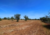 Terreno no urbanizable en venta en la España, Campos, ref: TR130149 foto