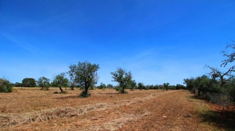 Balearic Islands - Campos - 15626m2
