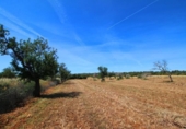 Terreno no urbanizable en venta en la España, Campos, ref: TR130149 foto