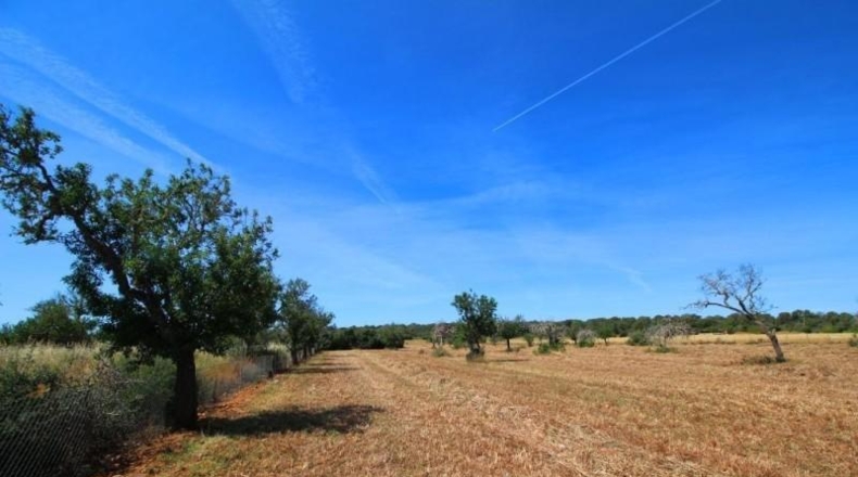 Balearic Islands - Campos - 15626m2