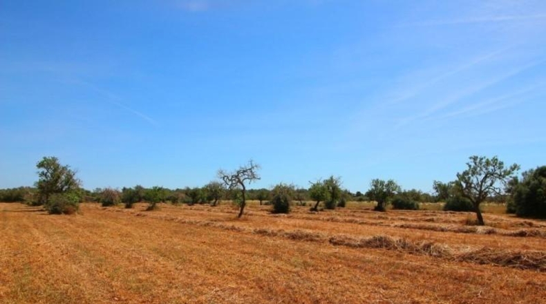 Balearic Islands - Campos - 15626m2