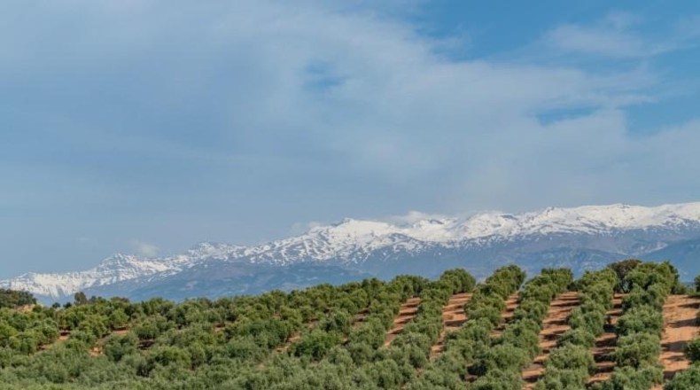 Granada - Albolote - 608m2