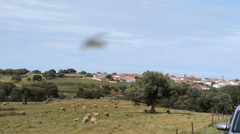 Córdoba - Fuente Obejuna - 175982m2