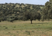 Non-developable land for sale on España, Fuente Obejuna, ref: TR410549 photo