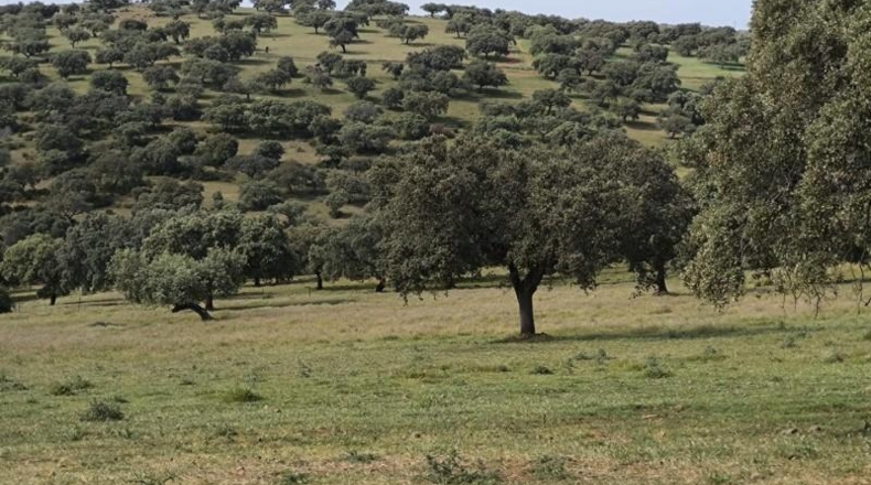 Córdoba - Fuente Obejuna - 175982m2