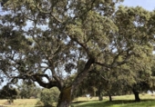 Non-developable land for sale on España, Fuente Obejuna, ref: TR410549 photo