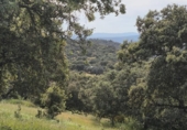 Non-developable land for sale on España, Fuente Obejuna, ref: TR410549 photo