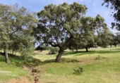 Non-developable land for sale on España, Fuente Obejuna, ref: TR410549 photo