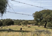 Non-developable land for sale on España, Fuente Obejuna, ref: TR410549 photo