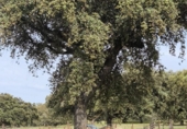 Non-developable land for sale on España, Fuente Obejuna, ref: TR410549 photo