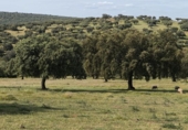 Non-developable land for sale on España, Fuente Obejuna, ref: TR410549 photo